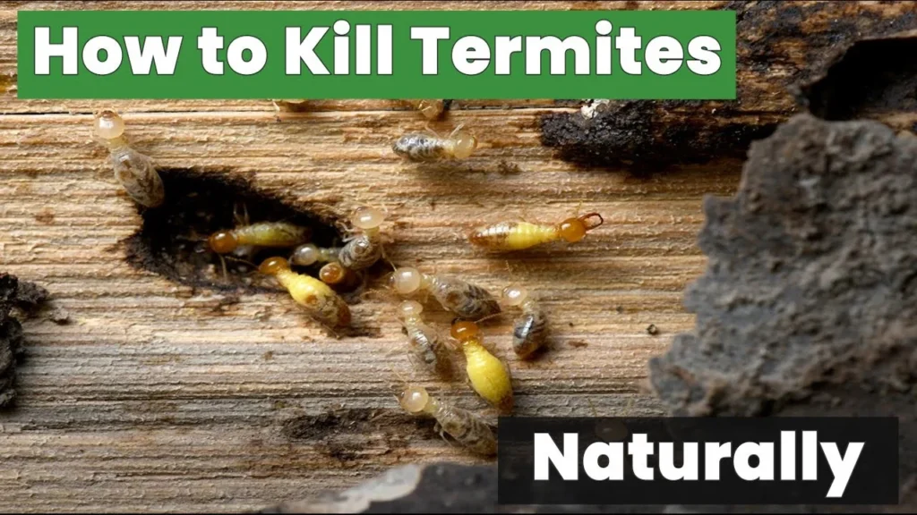 Natural Removal Methods for Termite Control Carrollwood