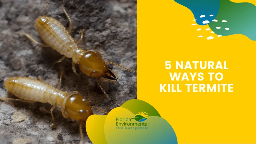 Natural Removal Methods for Termite Control Palm Beach Gardens