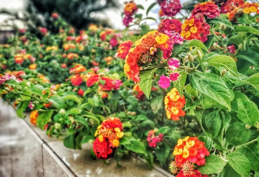 Natural Removal Methods for Wildlife Removal Lantana