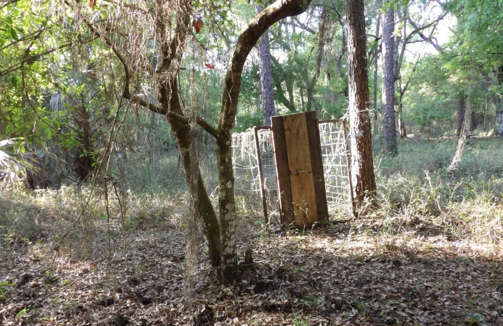 Natural wildlife removal Clearwater methods