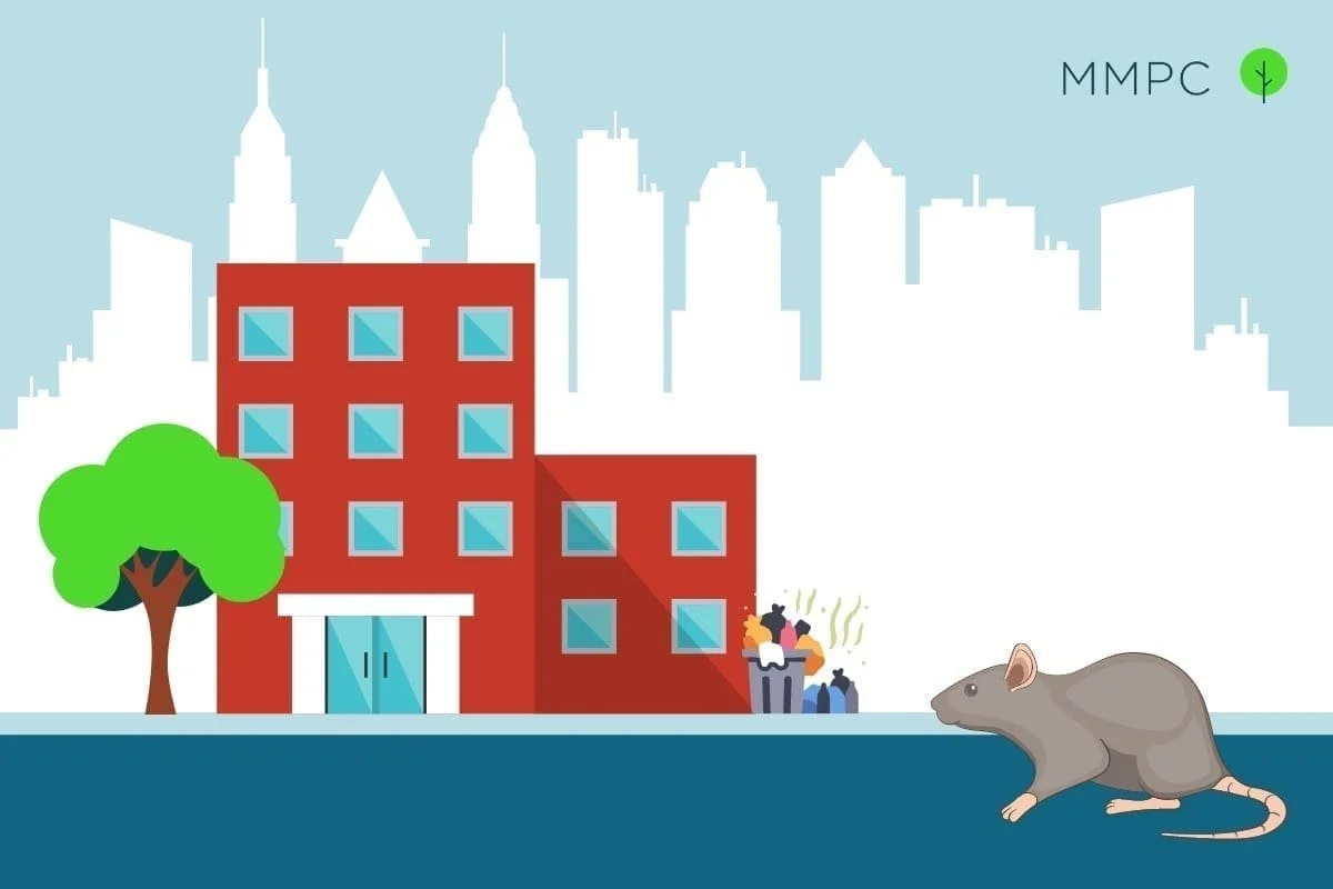 nyc pest control guide mice and rats: Why This Pest Appears in Homes