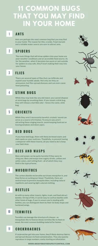 pest control cherokee county: Why These Pests Appear in Homes