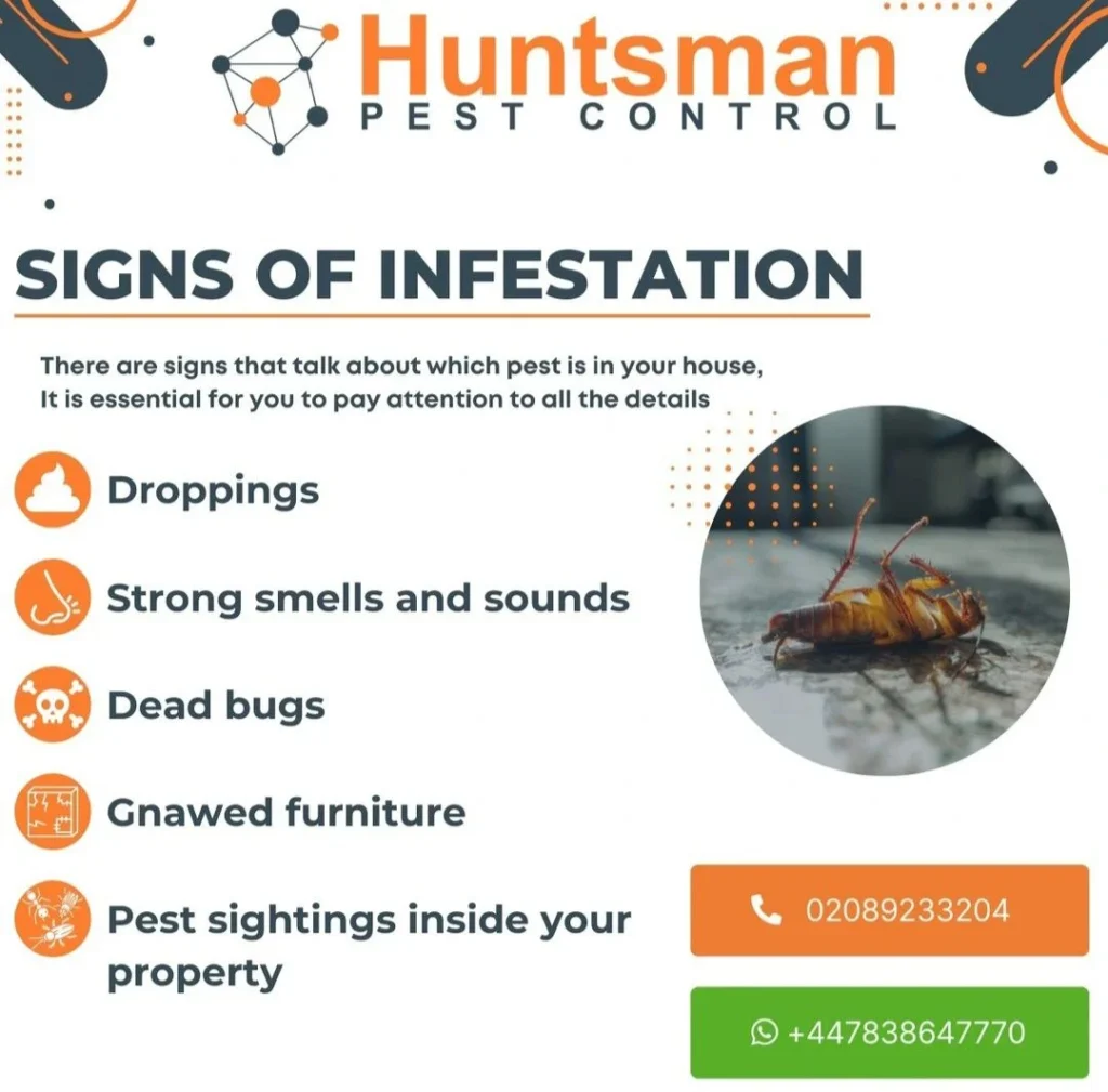 pest control dawsonville: Recognizing Early Warning Signs