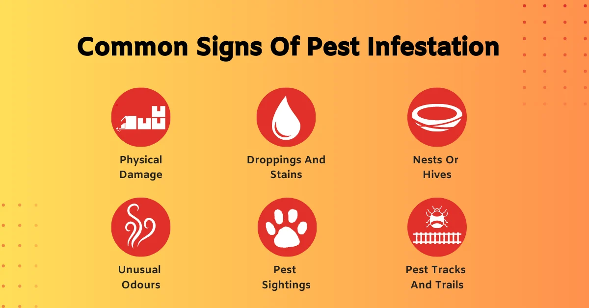 pest control duluth: Why This Pest Appears in Homes