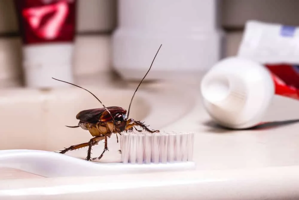pest control riverdale: Why This Pest Appears in Homes