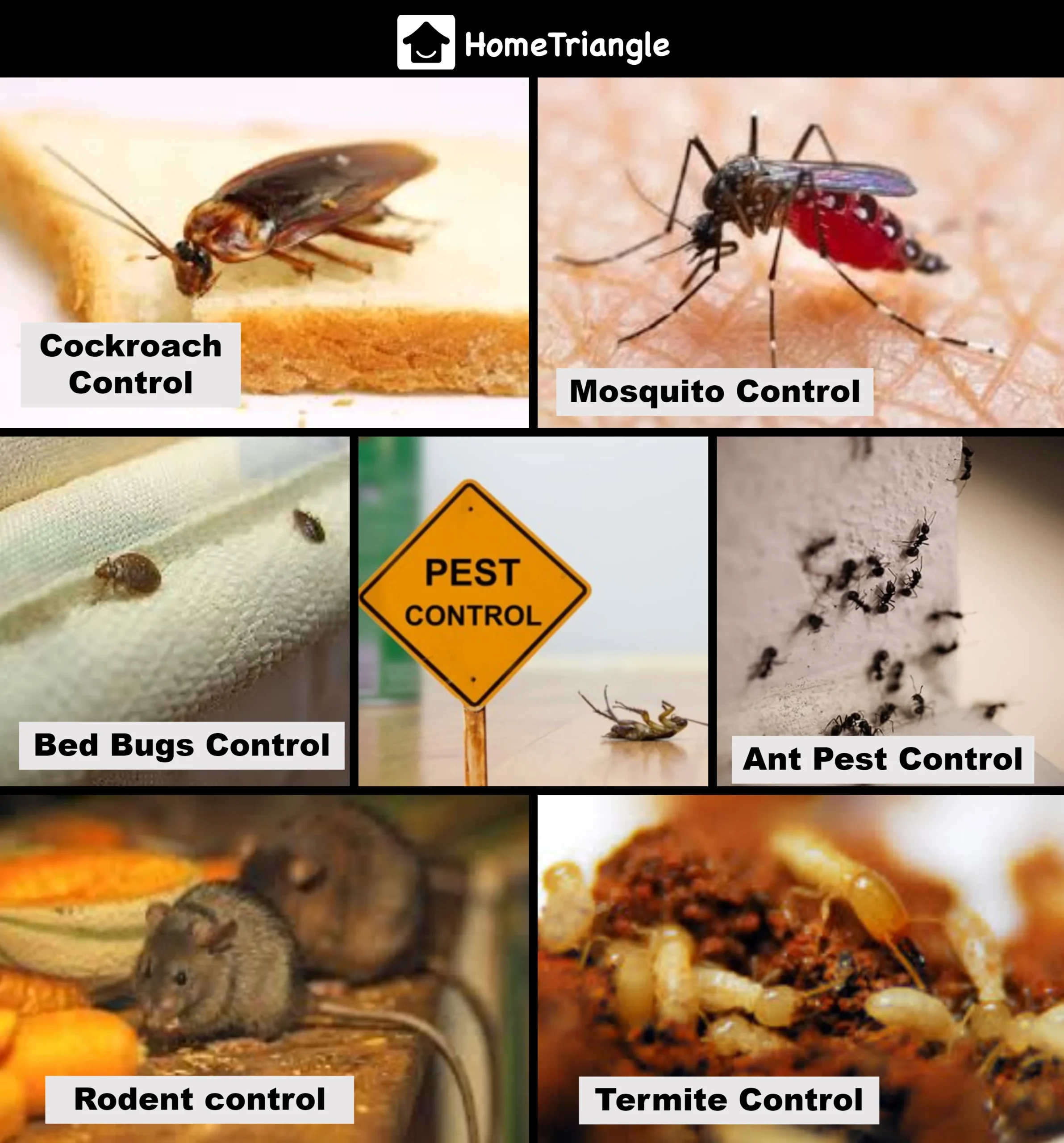 pest control seminole: Why This Pest Appears in Homes