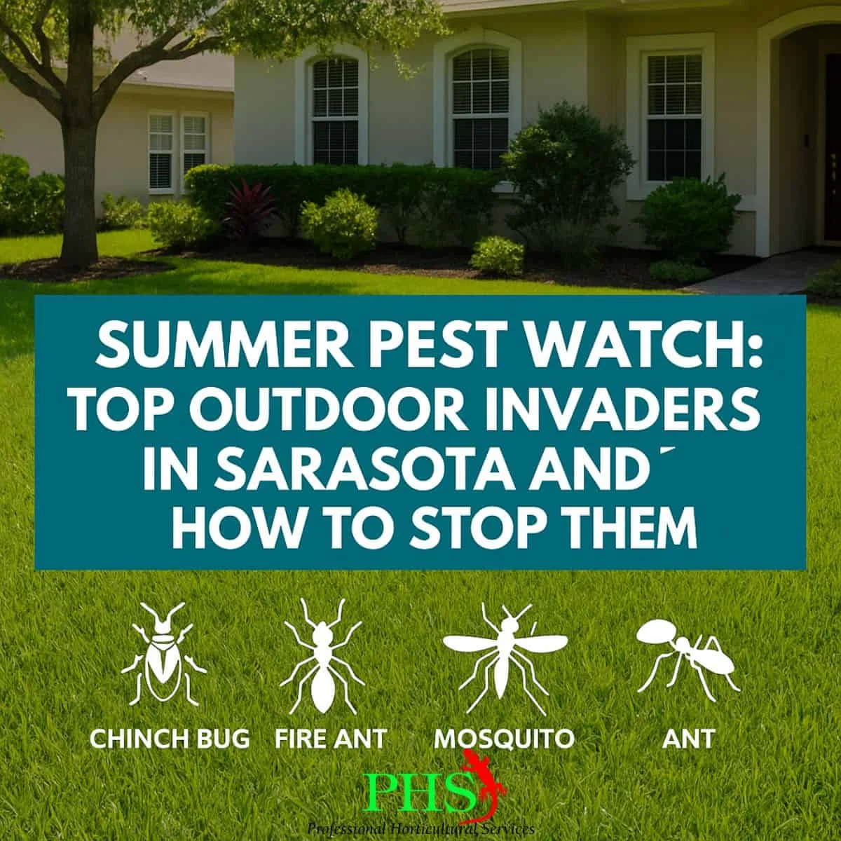 pest control tampa: Why This Pest Appears in Homes