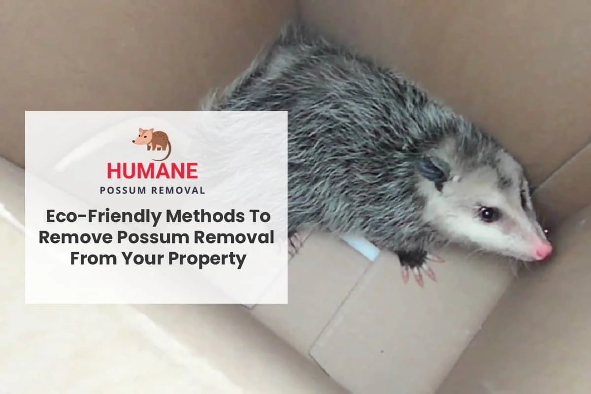 Possum Removal: Why This Pest Appears in Homes