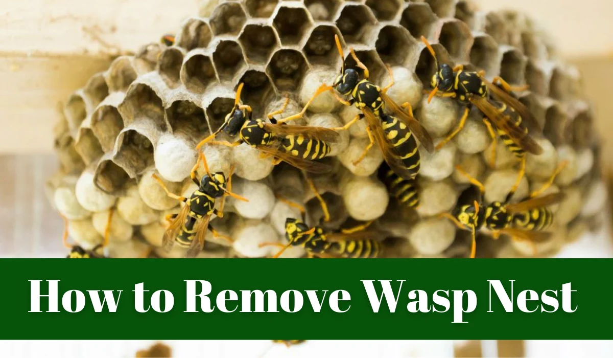Safe Wasp Nest Removal: Why It Matters