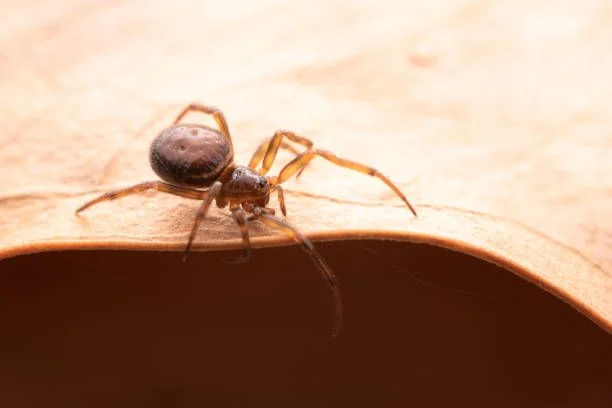 Signs of a Brown Recluse Infestation