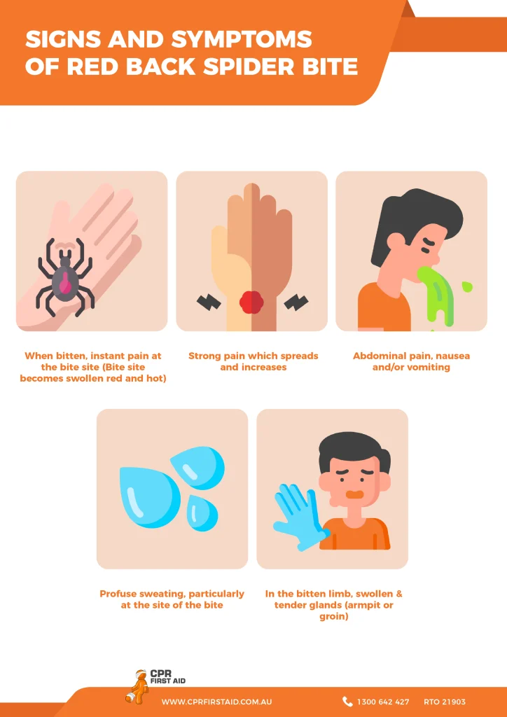 Signs of a Spider Presence