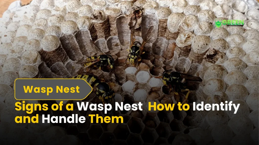 Signs of a Wasp Nest in Your Property