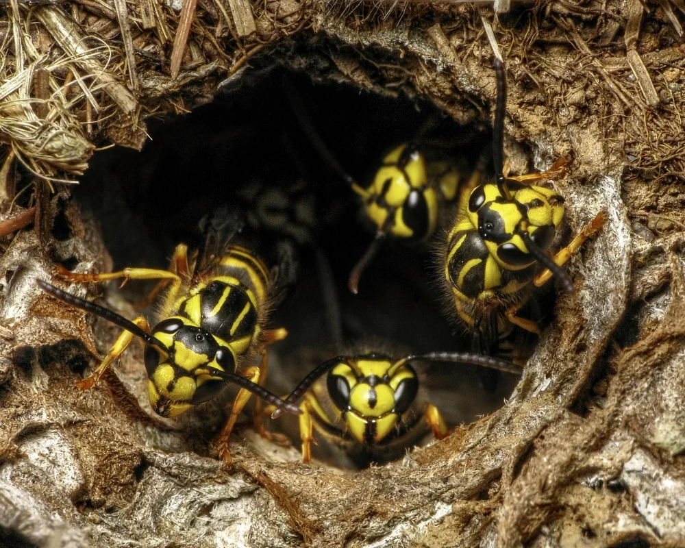 Signs of a Yellow Jacket Infestation