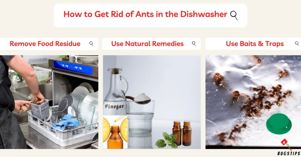 Signs of Ant Activity in Your Dishwasher
