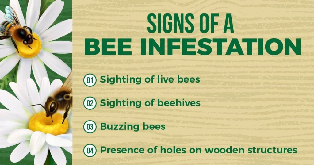 Signs of Bee Infestation