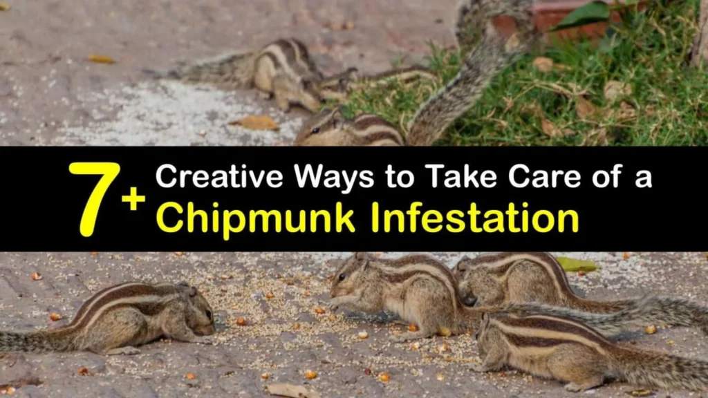 signs of chipmunk infestation