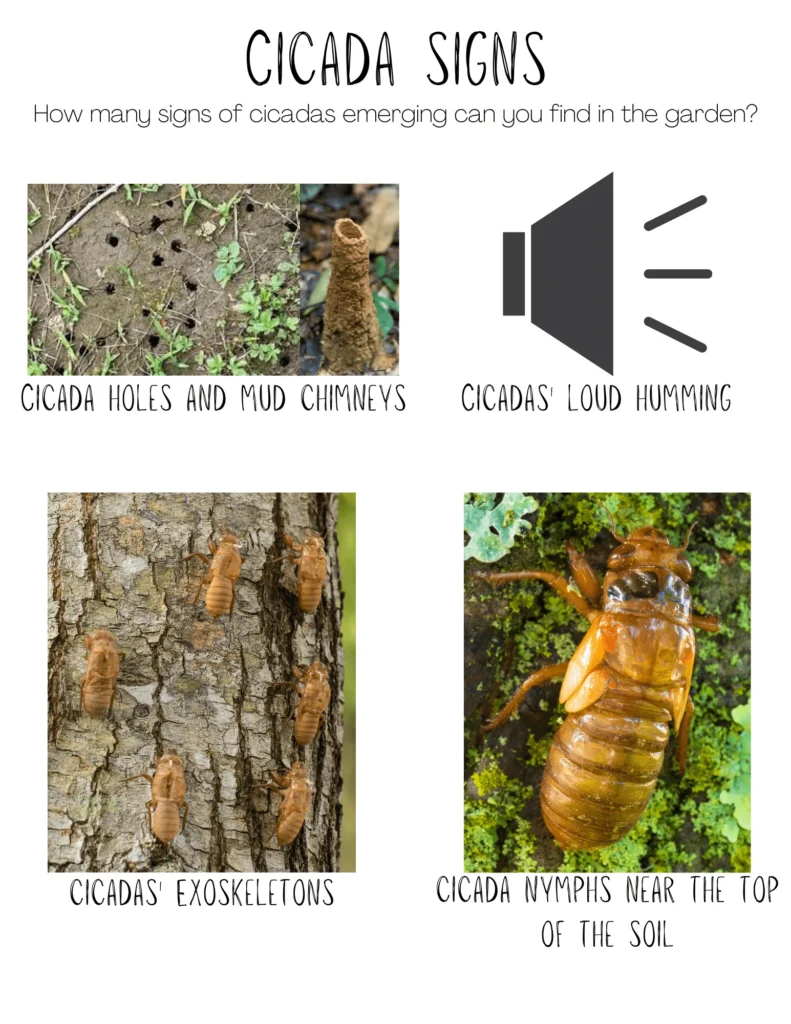 Signs of Cicada Activity in Your Property