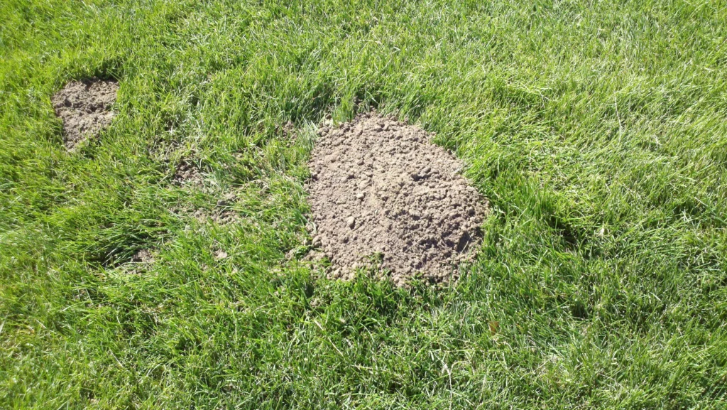 Signs of Gopher Infestation
