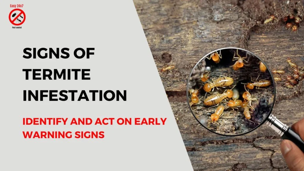 Signs of Infestation: How to Detect Termites Early