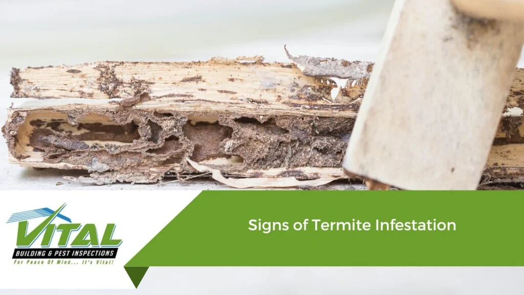 Signs of Infestation in a Big Canoe‑Style Home
