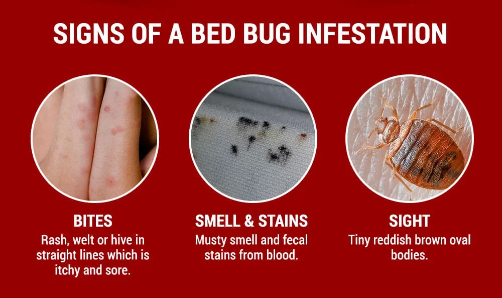 Signs of Infestation: Spotting Bed Bugs Early