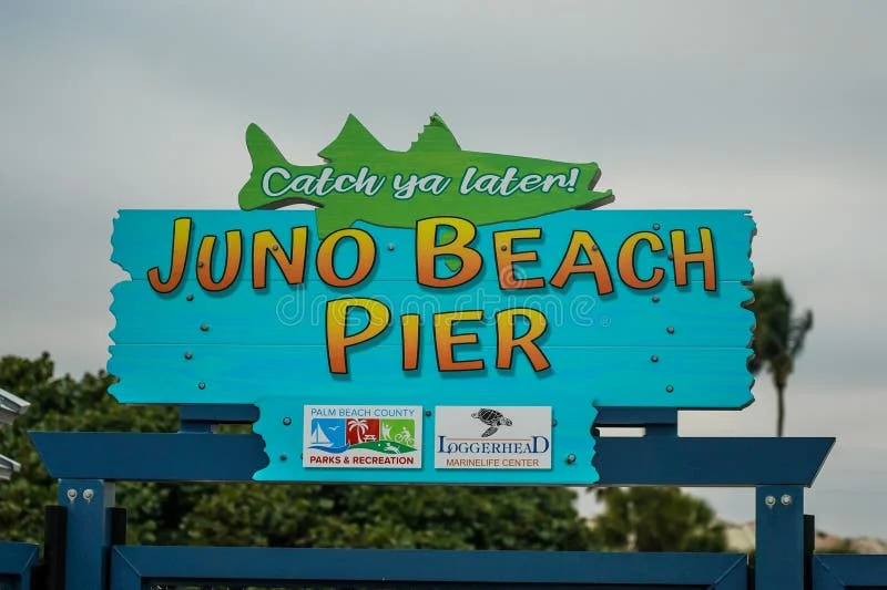Signs of Infestation: When Wildlife Removal Juno Beach Is Required