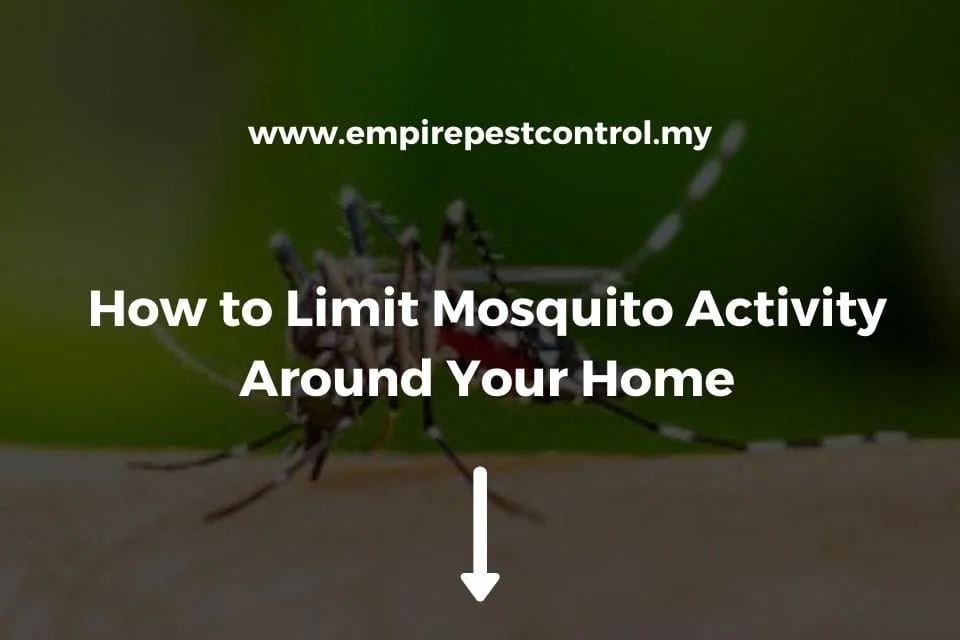 Signs of Mosquito Activity in Your Home and Yard