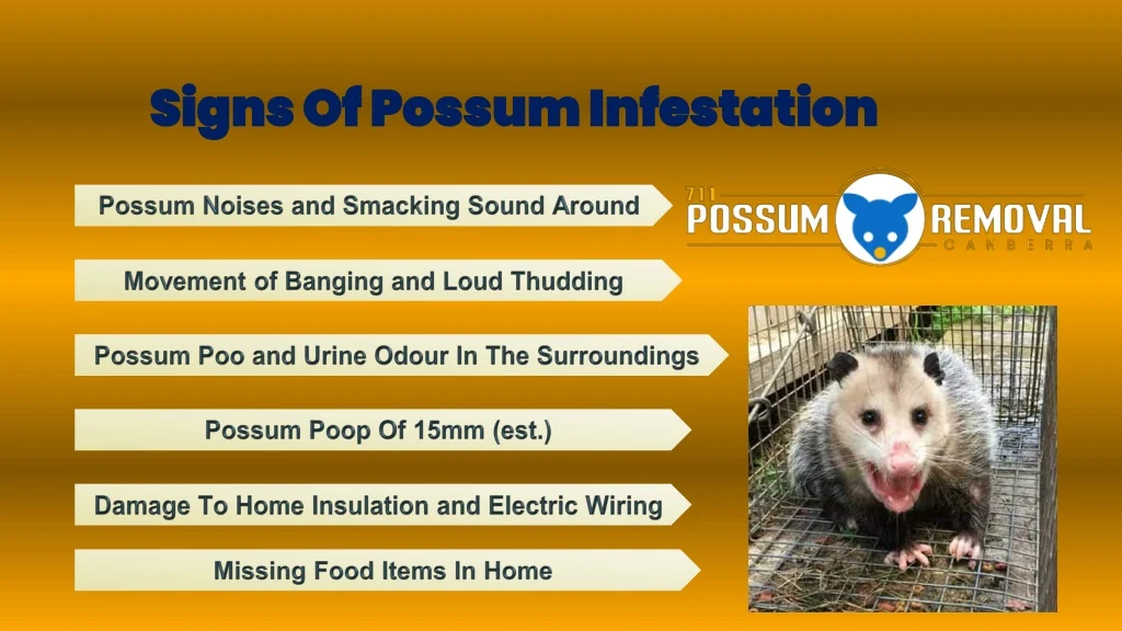Signs of Possum Infestation