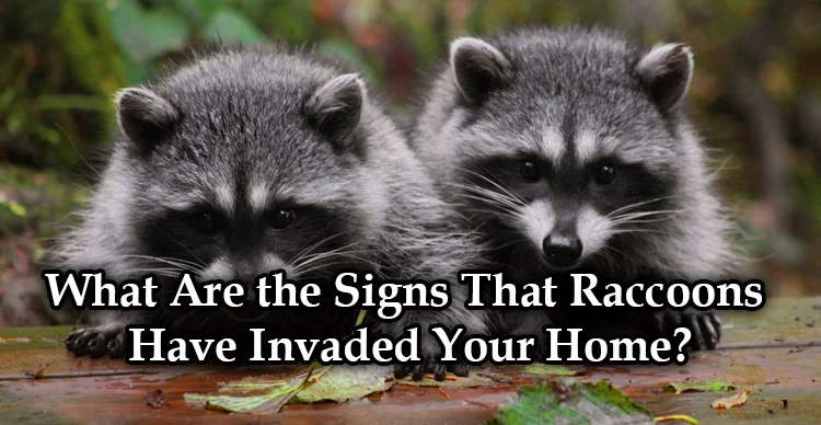 Signs of Raccoon Infestation