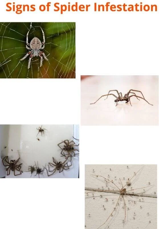 Signs of Spider Infestation