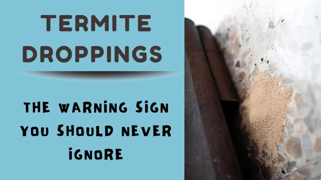 Signs of Termite Infestation You Shouldn’t Ignore
