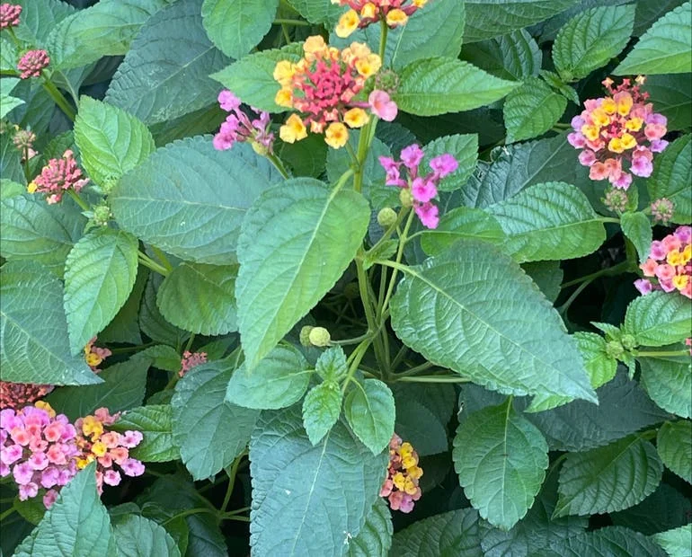 Signs of Wildlife Infestation in Lantana