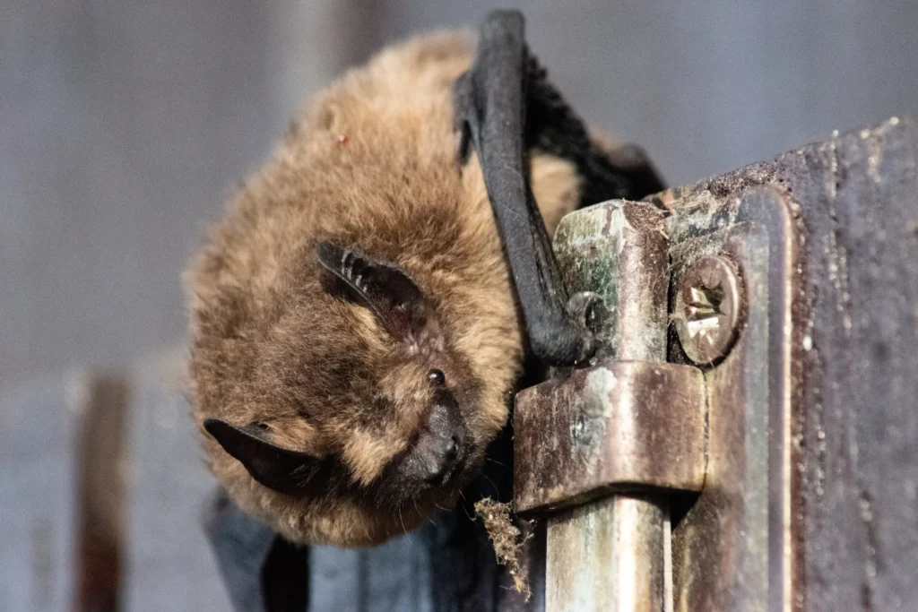 Signs of Wildlife Infestation in Seven Springs Homes