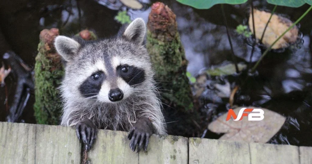 Signs of Wildlife Intrusion Around Lake Park Homes