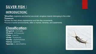 silverfish belongs to which phylum? Understanding the classification