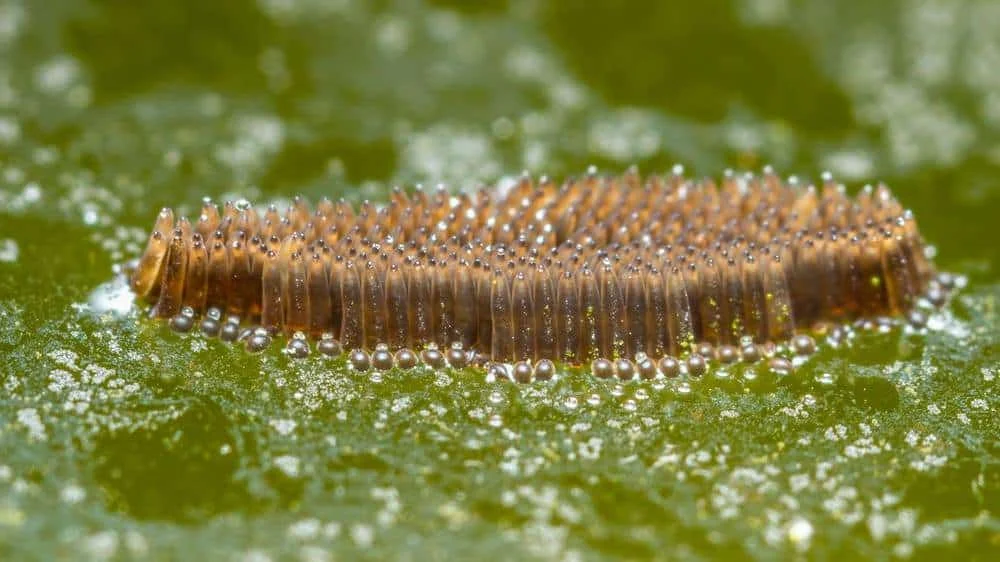 Sitting Water Where Youll Find Mosquito Eggs – Signs of Infestation