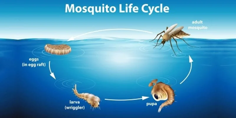 Sitting Water Where Youll Find Mosquito Eggs: Why It Happens