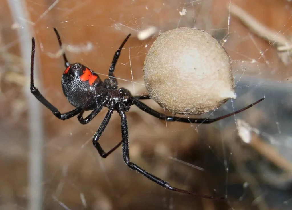 Spider Spotlight the Black Widow: Natural Removal Methods