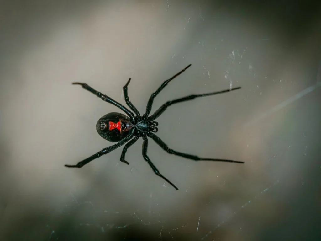 Spider Spotlight the Black Widow: Signs of Infestation