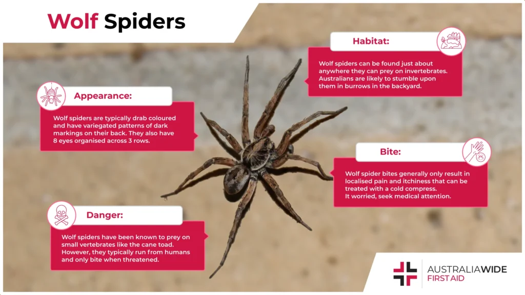 Spider Spotlight Wolf Spiders – Recognizing the Signs of an Infestation