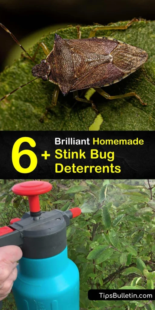 stink bug pest control: Natural Removal Methods