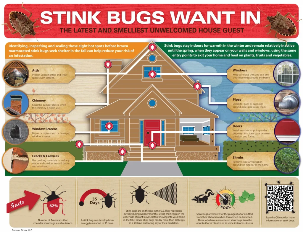 stink bug pest control: Why These Bugs Invade Your Home