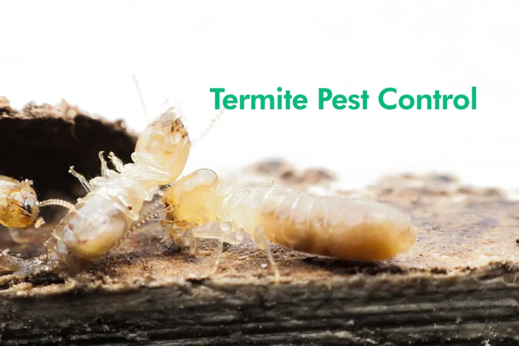 termite control cheval: Understanding the Threat