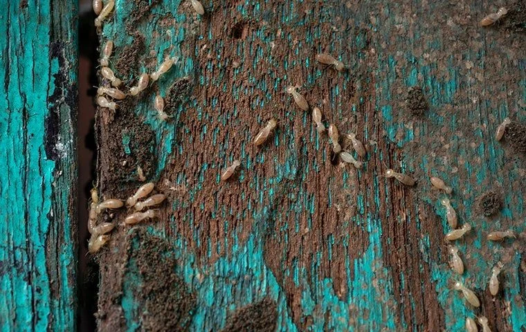 termite control lake park: Why This Pest Appears in Homes