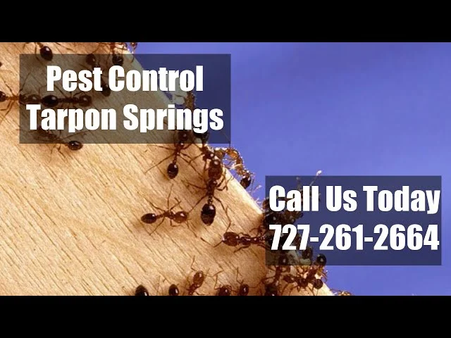 termite control tarpon springs: Understanding the Threat