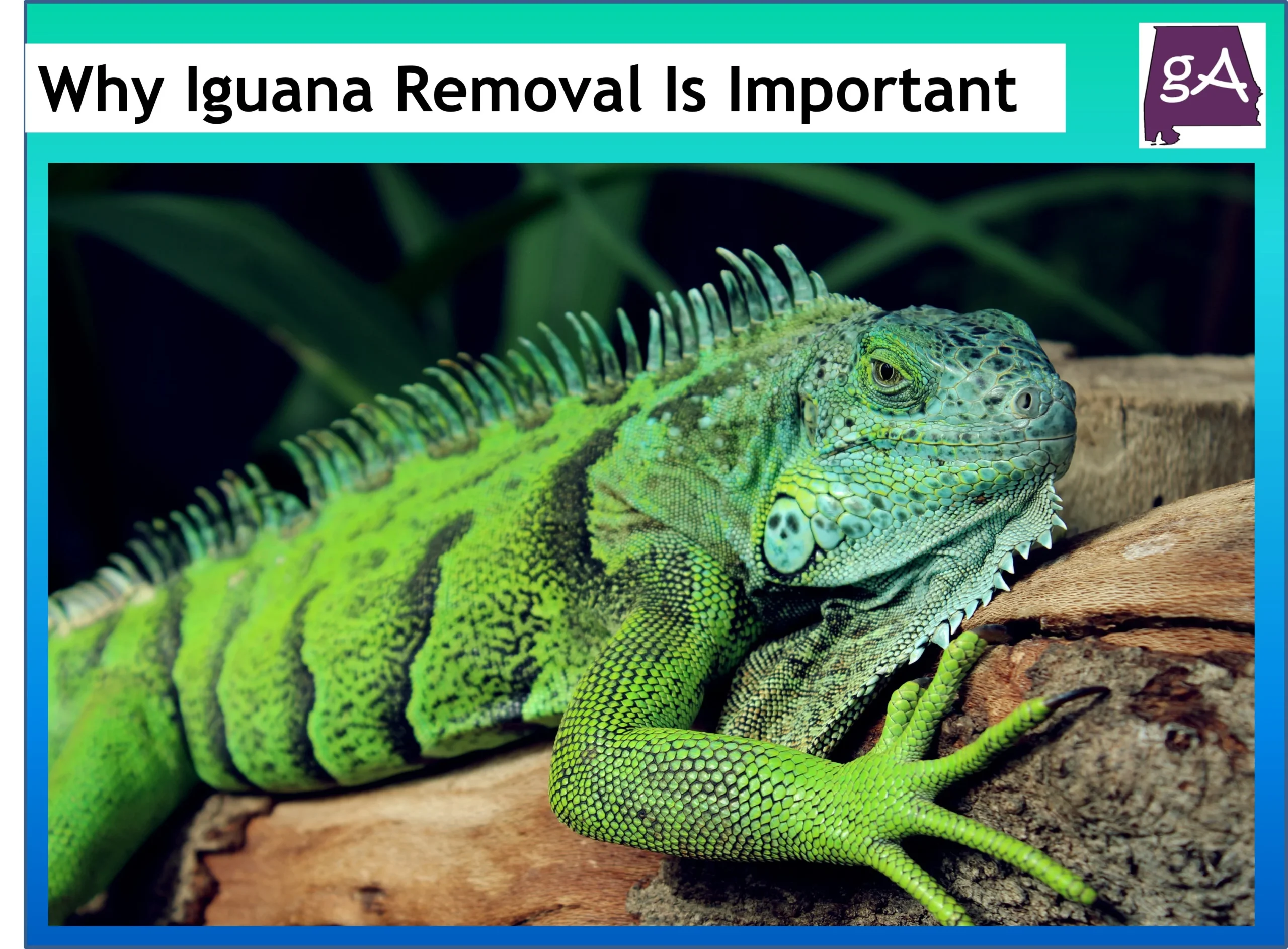 Understanding iguana removal: Why These Reptiles Enter Your Home