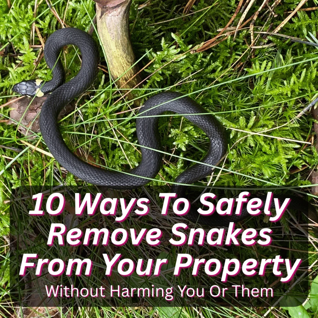 Understanding Snake Removal: Why Snakes Enter Your Home