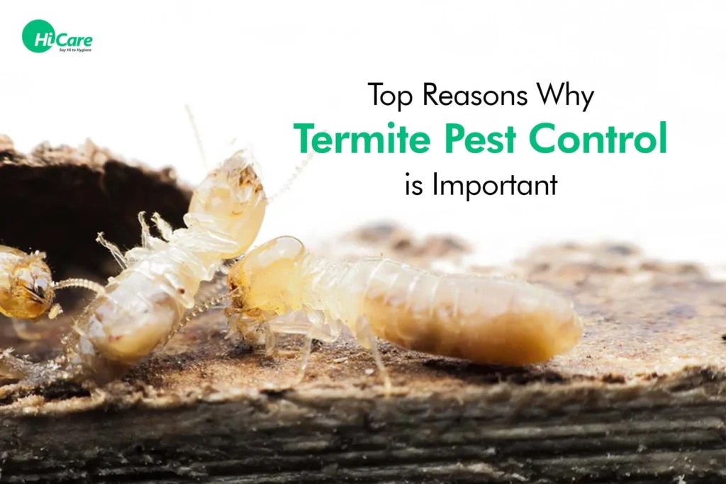 Understanding Termite Control Roswell: Why These Pests Target Your Home