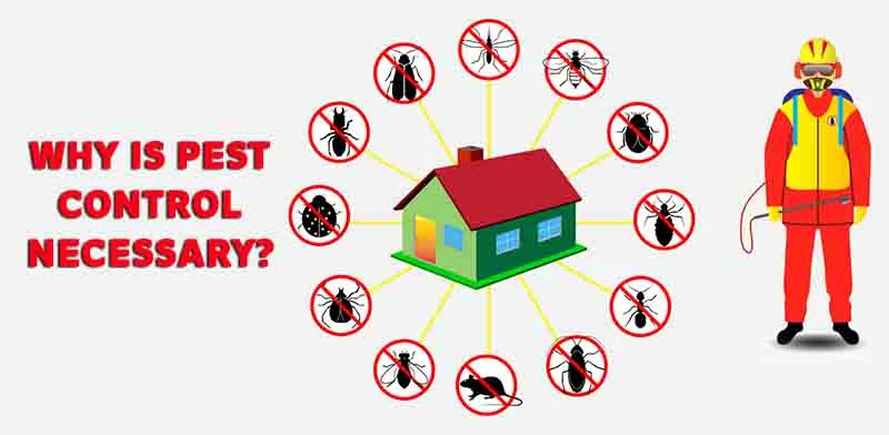 Understanding Why Pest Control Town N Country Is Essential