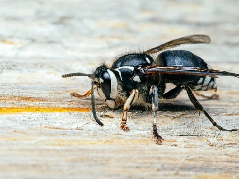 wasp spotlight the bald faced hornet: Signs of Infestation